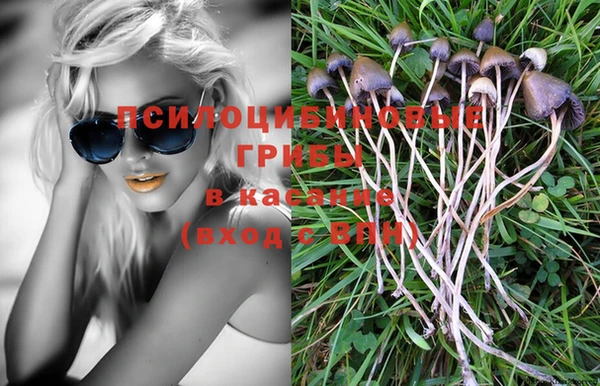 прущие грибы Дмитровск