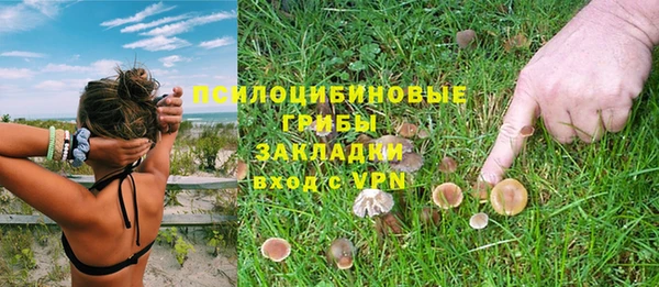 прущие грибы Дмитровск